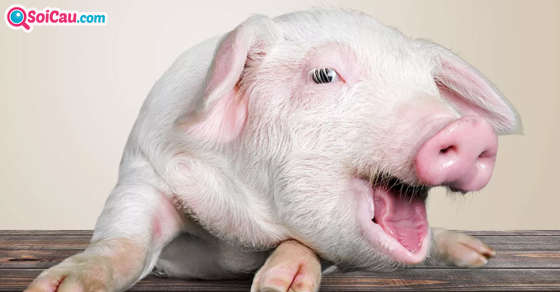 Ngủ mơ thấy lợn là điềm gì?