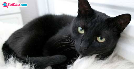 Chiêm bao thấy mèo đen là điềm lành hay dữ?