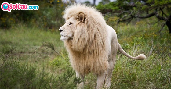 Ngủ mơ thấy sư tử đánh lô đề con gì dễ trúng?