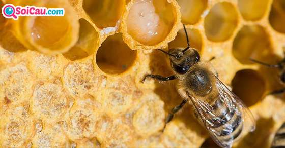 Nằm mơ thấy con ong là điềm báo tốt hay xấu?